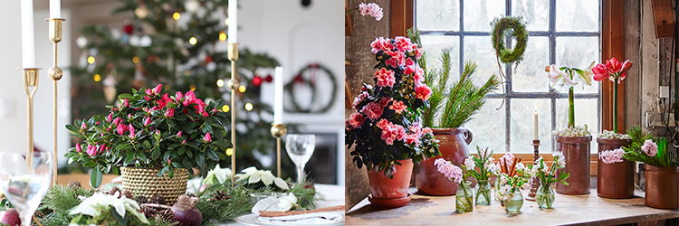 Så lyckas du med julblommorna Så lyckas du med julblommorna